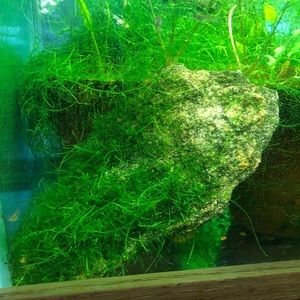 Java moss covered slate rock ledge decor live aquarium plant